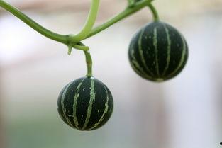 吃瓜小怪兽1227,瓜界新星的崛起之路  第1张