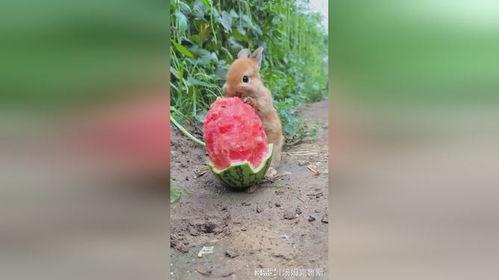 吃瓜小兔套装,萌趣来袭，开启夏日清凉新潮流