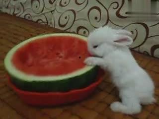 吃瓜小兔套装,萌趣来袭，开启夏日清凉新潮流  第2张