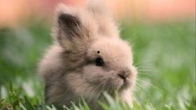 吃瓜小兔套装,萌趣来袭，开启夏日清凉新潮流  第3张