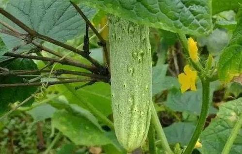 瓜州吃瓜需要下高速吗,高速路旁的甜蜜诱惑，是否需要下高速？  第1张