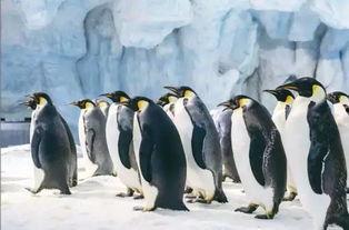 企鹅吃瓜爆料视频,揭秘娱乐圈幕后真相  第2张