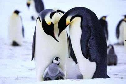 企鹅吃瓜爆料视频,揭秘娱乐圈幕后真相  第3张