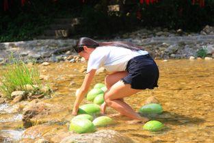 景区近距离吃瓜,近距离体验田园美味