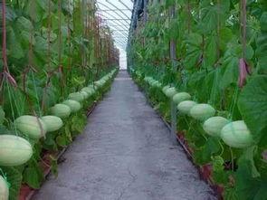 离石吃瓜群  第2张