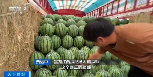 泥浆吃瓜,探寻神秘泥浆文化中的独特风味  第2张