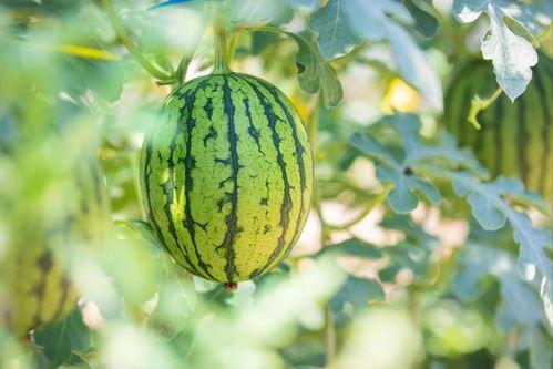 吃瓜网官网地址,探索官网背后的热门资讯与娱乐盛宴  第2张