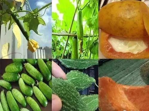 秋瓜现在可以吃  第1张