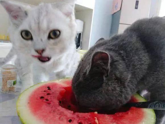 猫崽吃瓜,揭秘宠物界的趣味瞬间  第2张