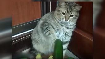 猫崽吃瓜,揭秘宠物界的趣味瞬间  第3张