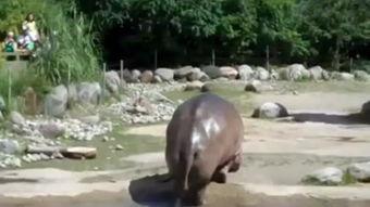 仓鼠吃瓜视频搞笑  第2张